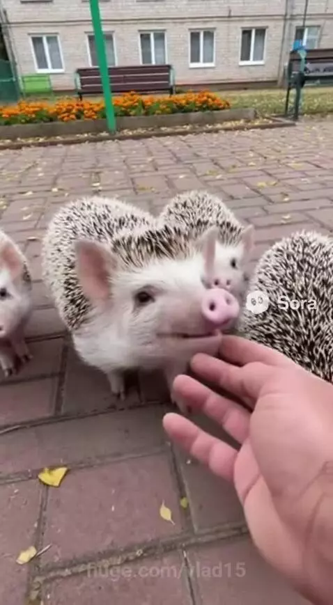 pork hedgehog by vlad15