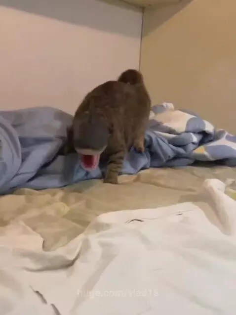 furry shark by vlad15