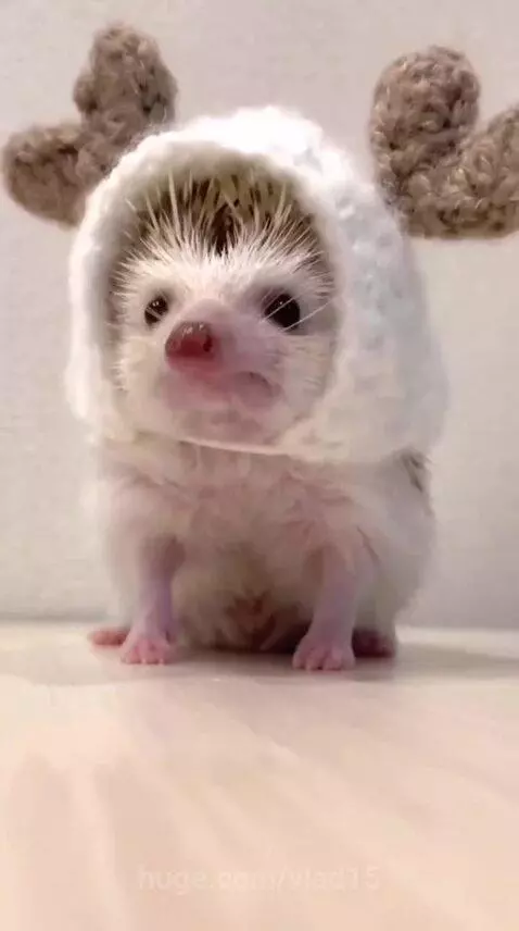 prickly cutie by vlad15