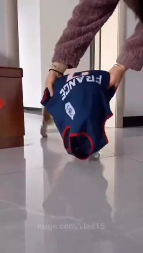 clever dog!) by vlad15