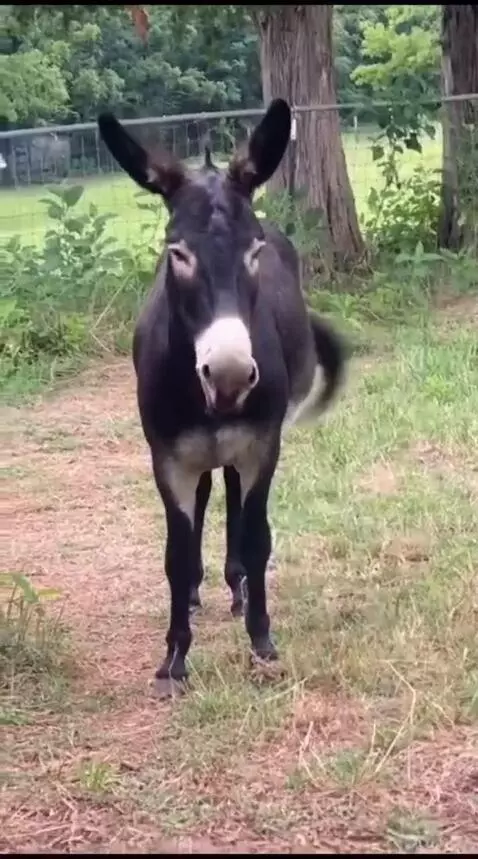 when he heard a funny story by vlad15