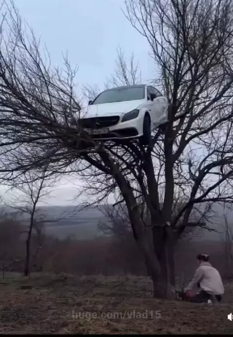 it was a good nest )) by vlad15