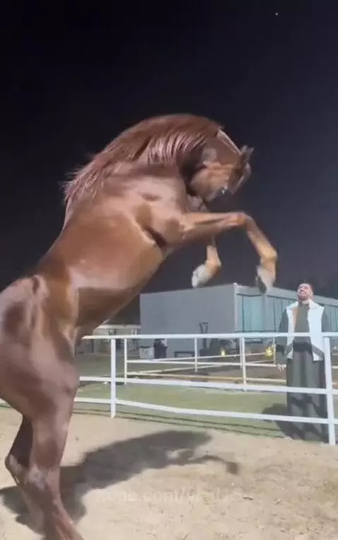 What delightful grace by vlad15