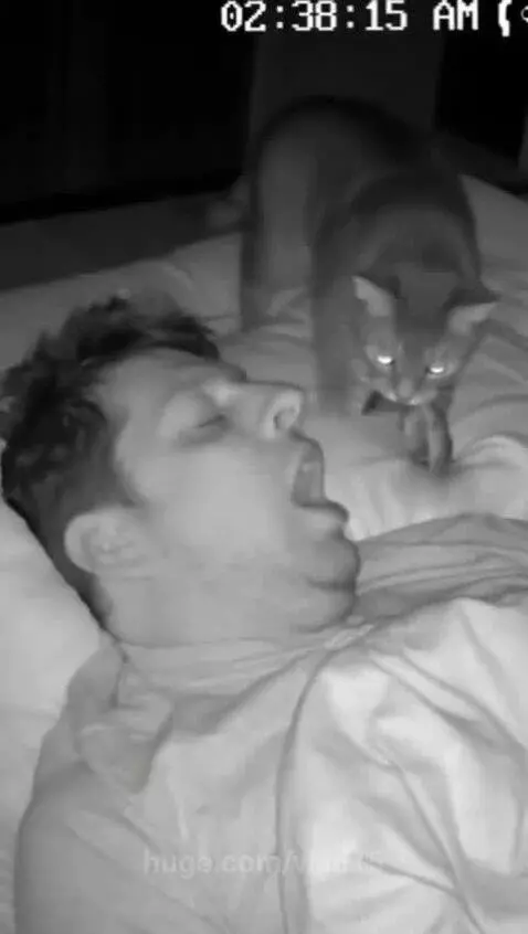 You'll say you caught the mouse yourself )) by vlad15