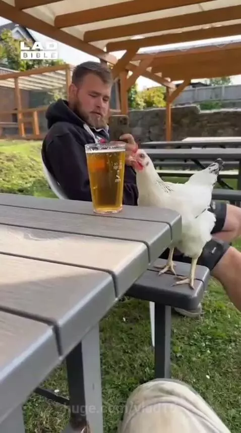 An alcoholic chicken is a family disaster )) by vlad15