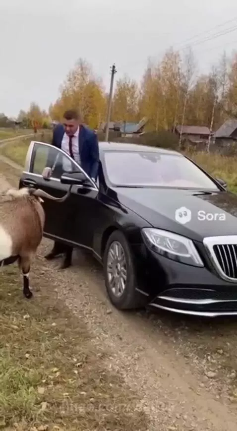 the goat will not tolerate such treatment by vlad15