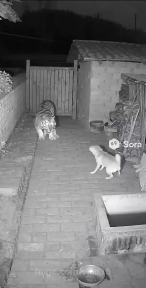 everyone around is afraid of her )) by vlad15