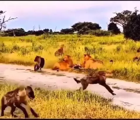 the most terrible animal in the savannah by vlad15