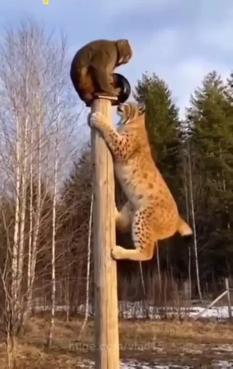 She was climbing to victory, but something went wrong )) by vlad15