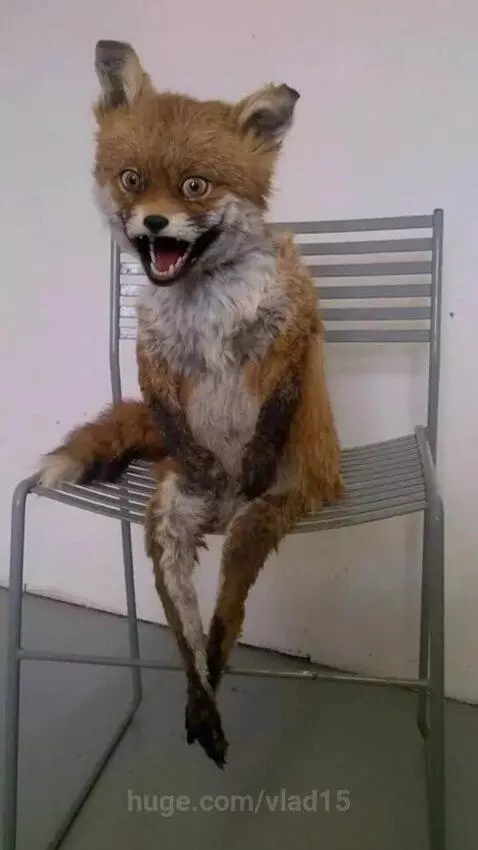 That feeling when you're appointed guard in the chicken coop by vlad15