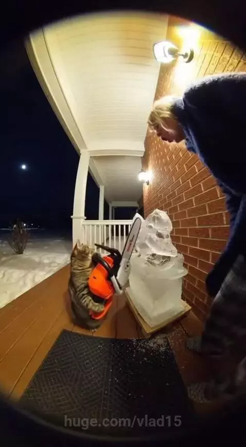 The cat is being naughty again by vlad15