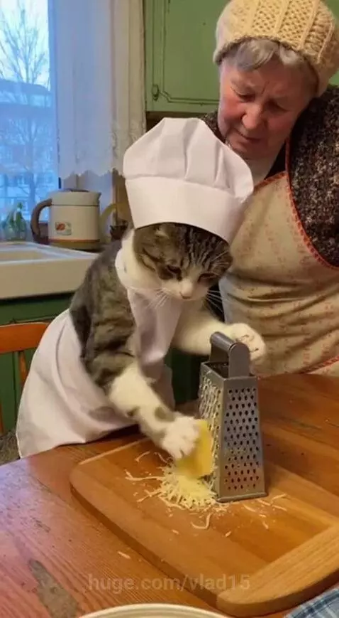 Does your Barsik help you? by vlad15