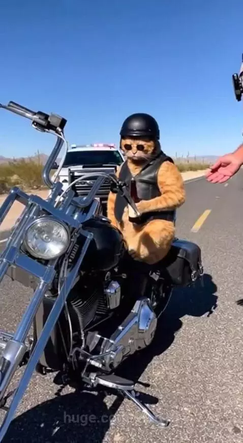 he's breaking the law again) by vlad15