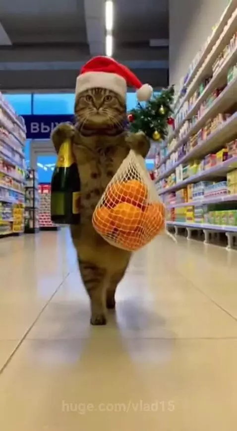 The cat is ready to celebrate the New Year by vlad15