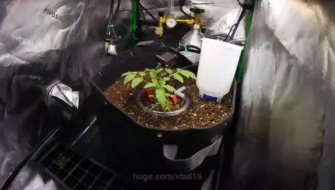 AI grew tomatoes by vlad15