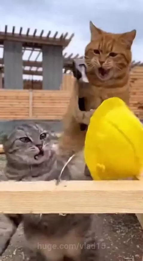 oh, these builders) by vlad15