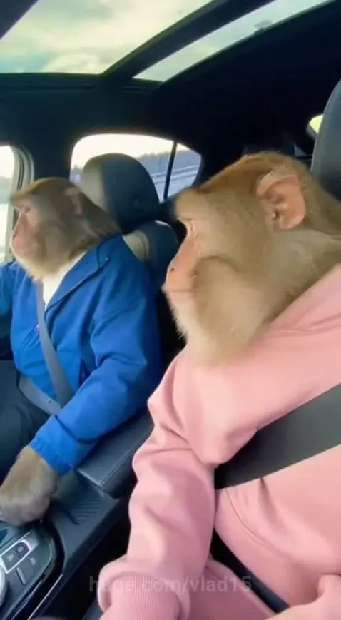 Has anyone seen them on the road?)) by vlad15