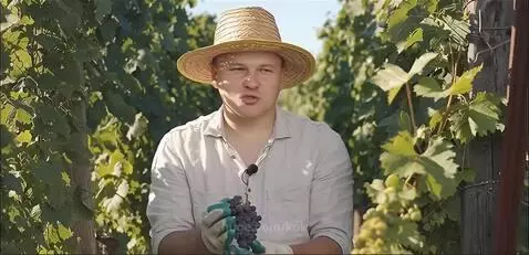 виноград by kok