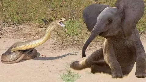 A baby elephant stands near a cobra with its hood spread wide in a dusty, grassy outdoor area.