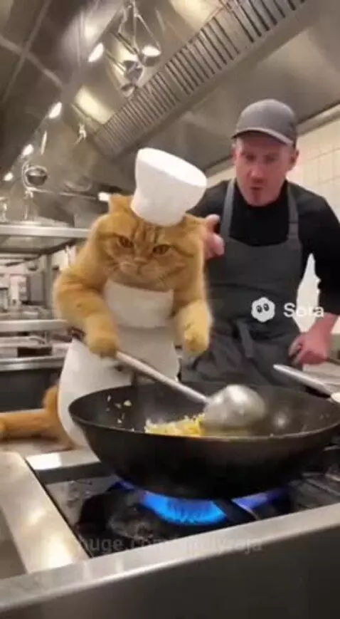 Chef cat got fraustrated😭😂 by vinnyroja