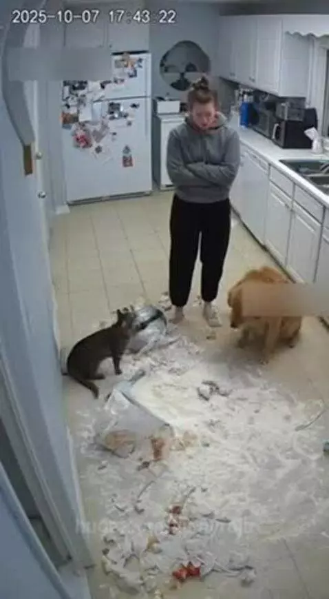 Poor dog, the cat is a snitch😂 by vinnyroja