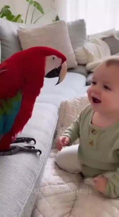 Cute baby and talking parrot by vinnyroja