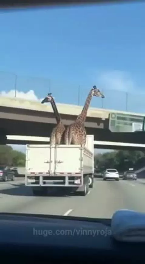 OMG they made it!!! by vinnyroja