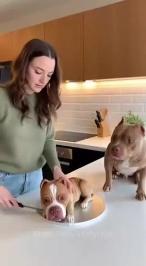 That triggered the dog by vinnyroja