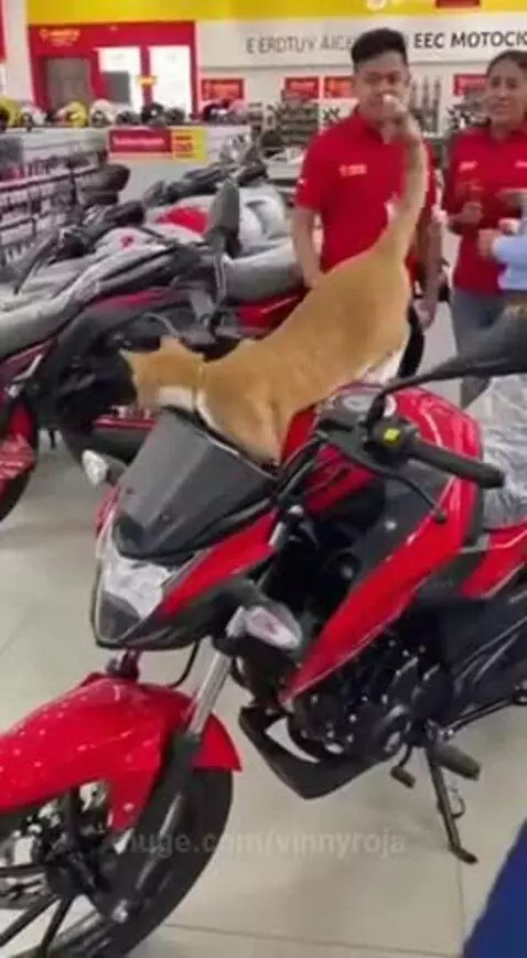 Cat thief 😂😂 by vinnyroja