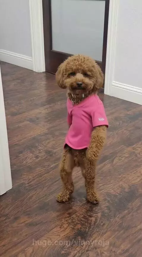 Dancing dog😂 by vinnyroja