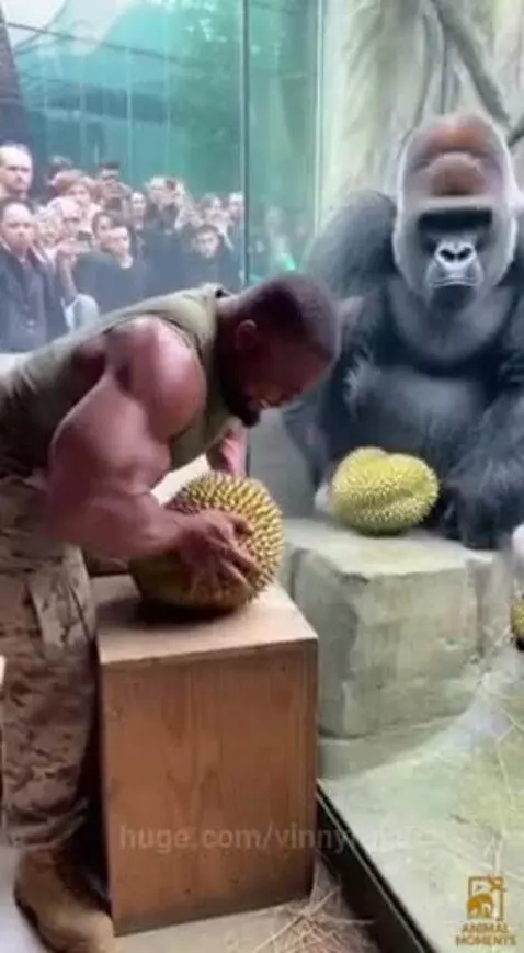 Who is stronger…. by vinnyroja