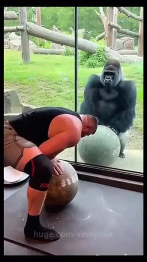 Was expecting better Mr.goria😂😂 by vinnyroja