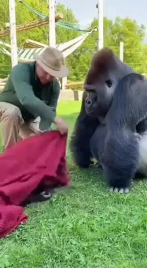 The magician and the gorilla😂 by vinnyroja