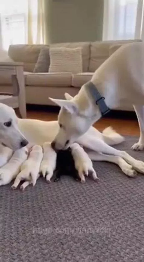 This cracked me up so much by vinnyroja