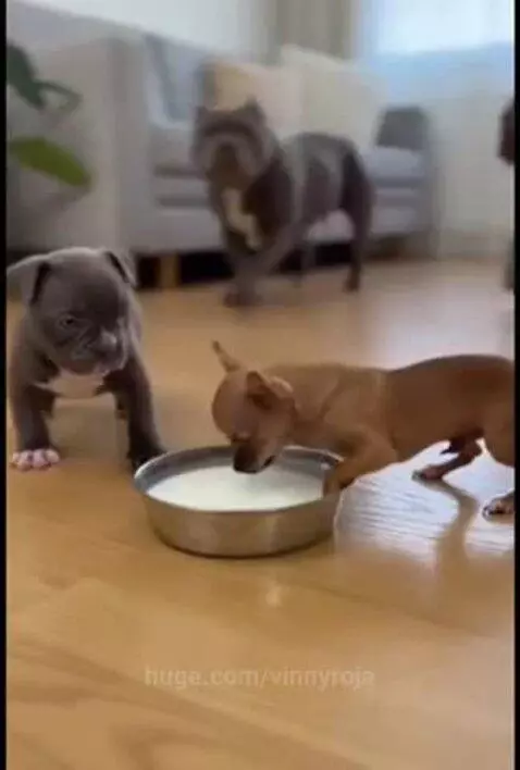 He fainted😂😂…..that was definitely acting by vinnyroja