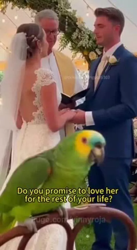 A green parrot with yellow and blue markings perched on a chair at a wedding, looking towards a bride and groom during their ceremony.