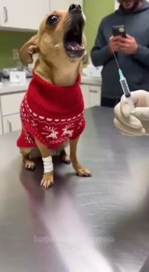Chihuahua in a sweater on an exam table dramatically reacting to a needle, appearing to faint.