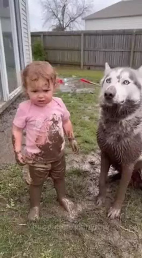 A muddy toddler and a muddy husky dog sitting in a backyard, looking guilty.