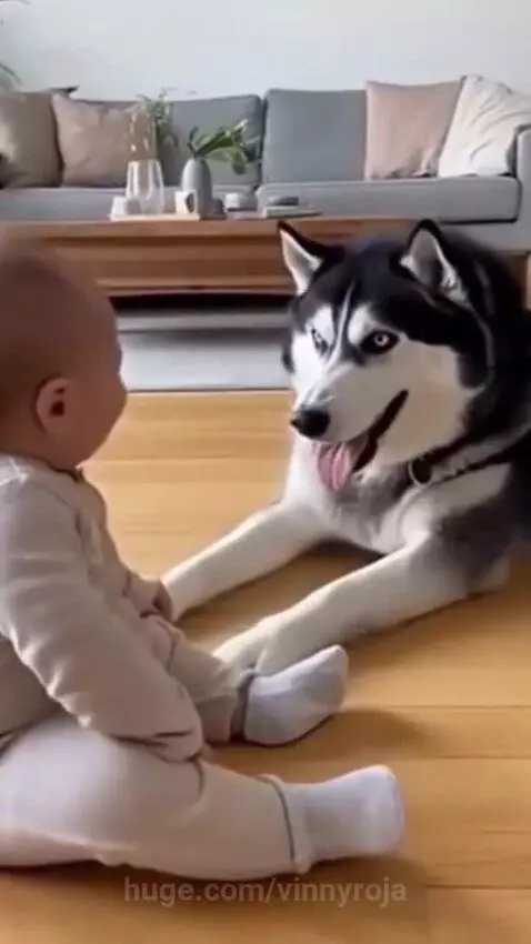 Baby sitting on floor laughing at a black and white husky dog playing peek-a-boo with its paws.