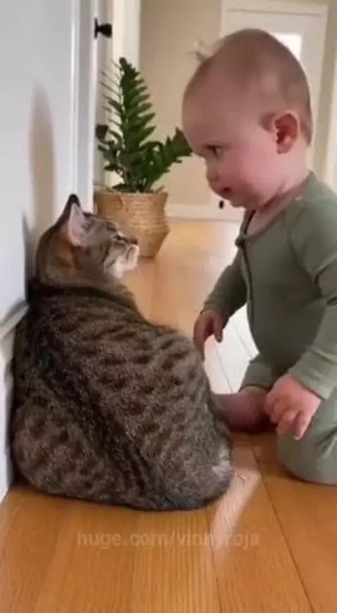 Baby in green onesie kneeling on wooden floor, looking at and talking to a tabby cat.