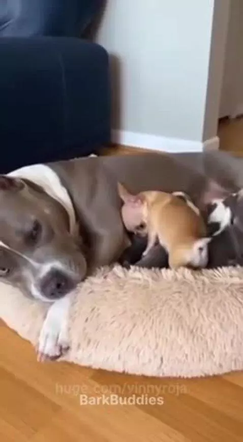 A large pitbull-type dog lies on a bed with puppies, while a tiny chihuahua attempts to nurse.
