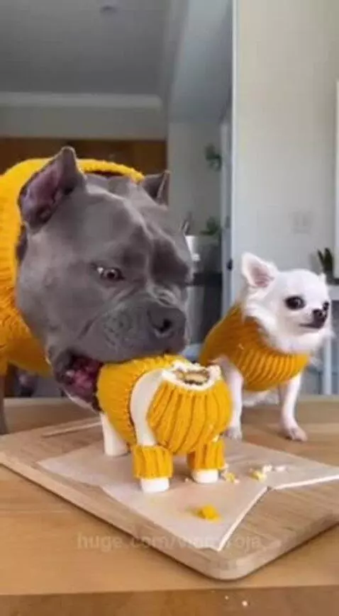 A large grey pit bull wearing a yellow sweater eats a cake shaped like a dog, while a small white chihuahua in a matching sweater watches.