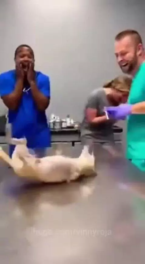 A chihuahua dramatically falling off an examination table while a vet with a syringe approaches, causing laughter.