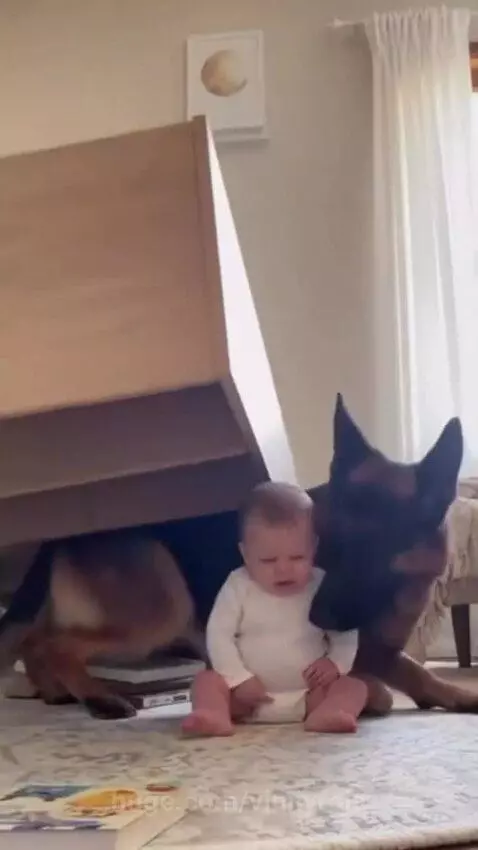 German Shepherd dog pushing over furniture away from a baby on the floor.
