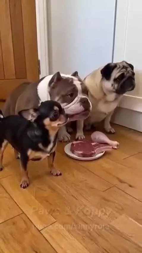 Chihuahua dog dramatically rolling onto its back in front of vegetables, while other dogs watch.