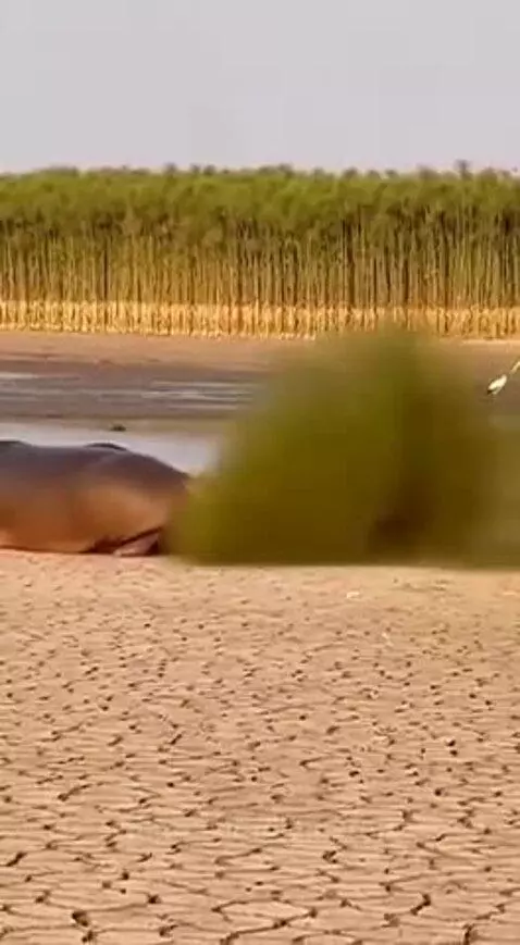 A leopard covered in mud runs away from a deceased hippopotamus on a dry riverbed.
