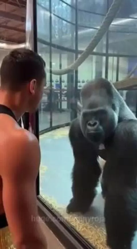 A gorilla lunges and punches a thick glass enclosure, causing a large crack, after being taunted by a boxer.