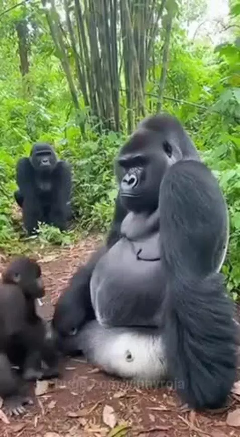 Silverback gorilla seated with a baby gorilla playing near its leg, another adult gorilla in background.