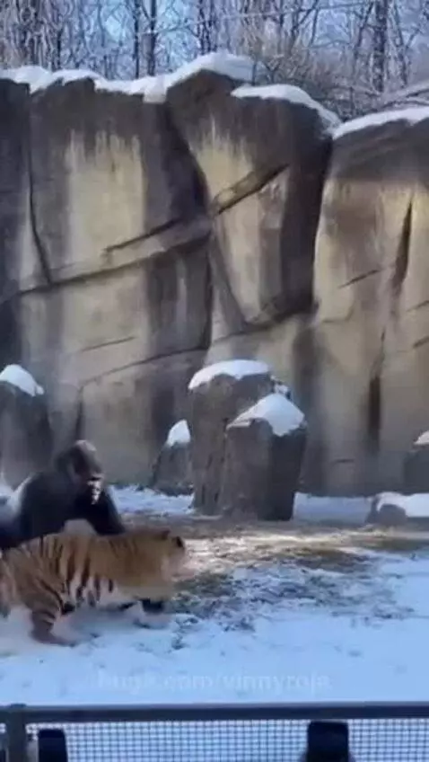 A gorilla and a tiger facing each other in a snowy outdoor enclosure during a playful fight.