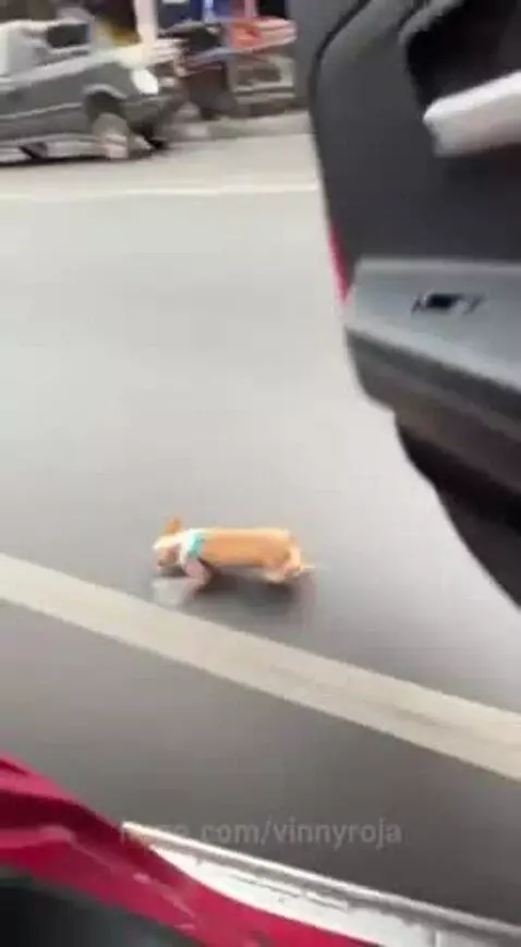 Small chihuahua dog wearing a blue harness jumps out of an open car door and then quickly jumps back in.